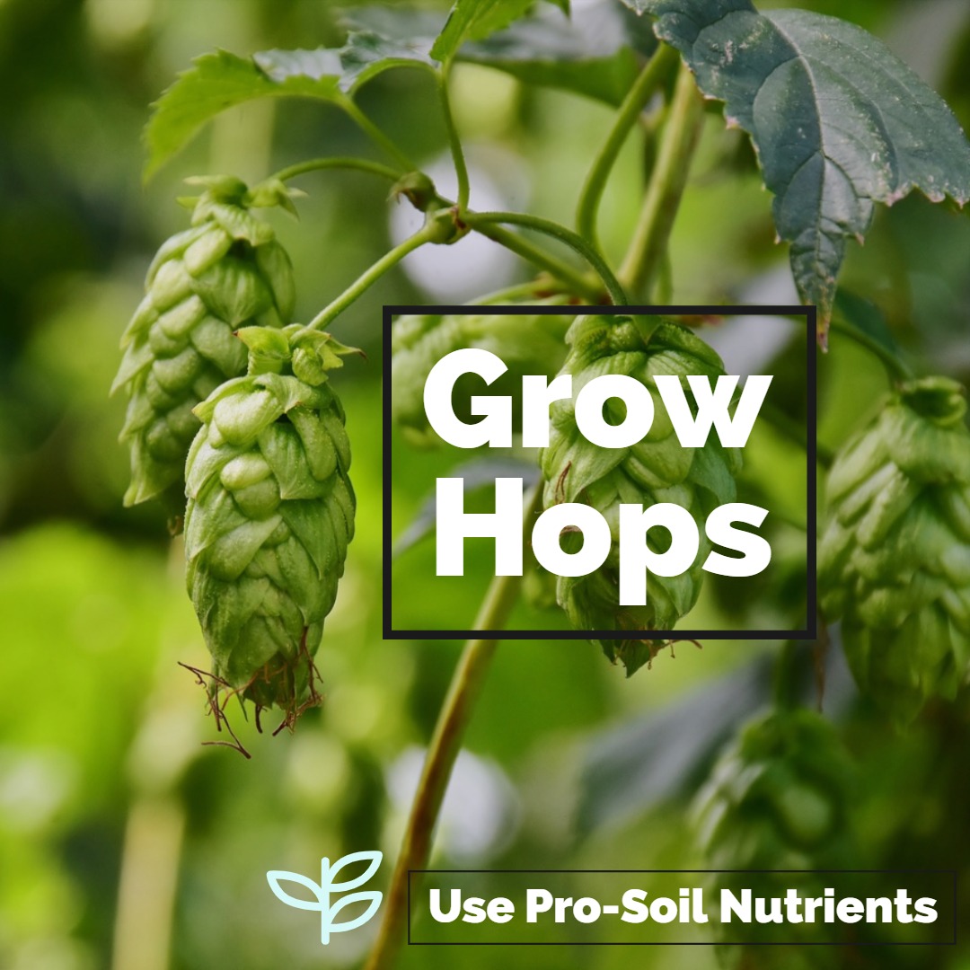 grow your own hops