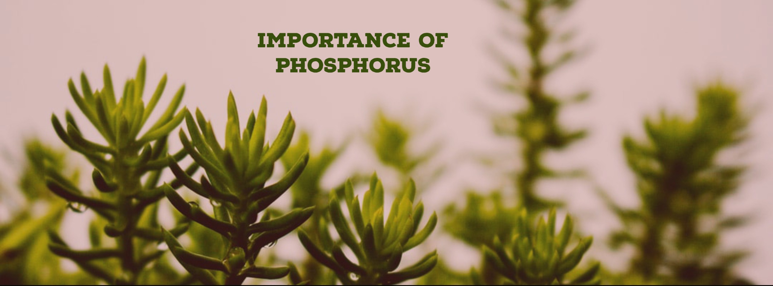importance of phosphorus in plants