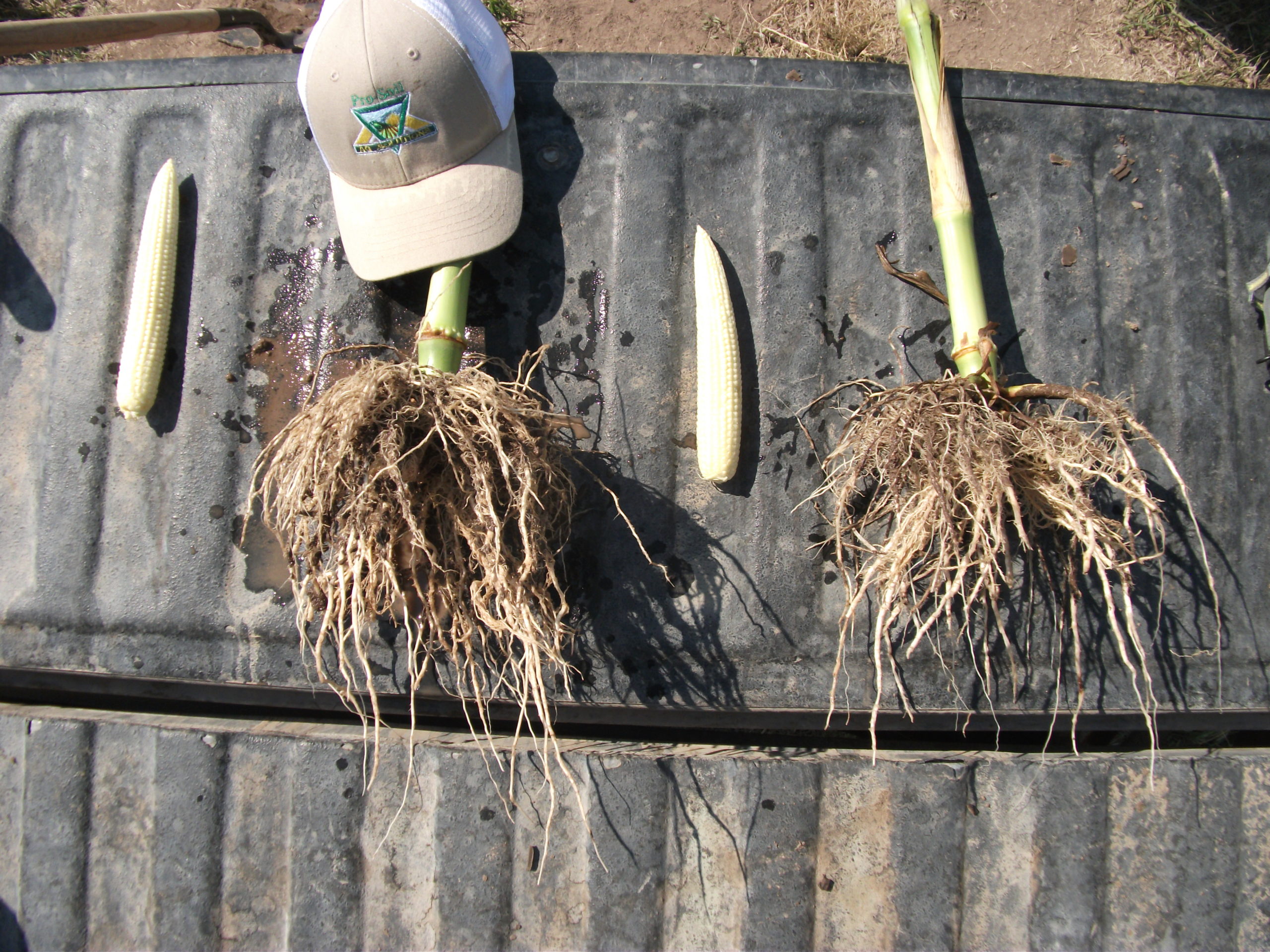 pro-soil products increase root mass