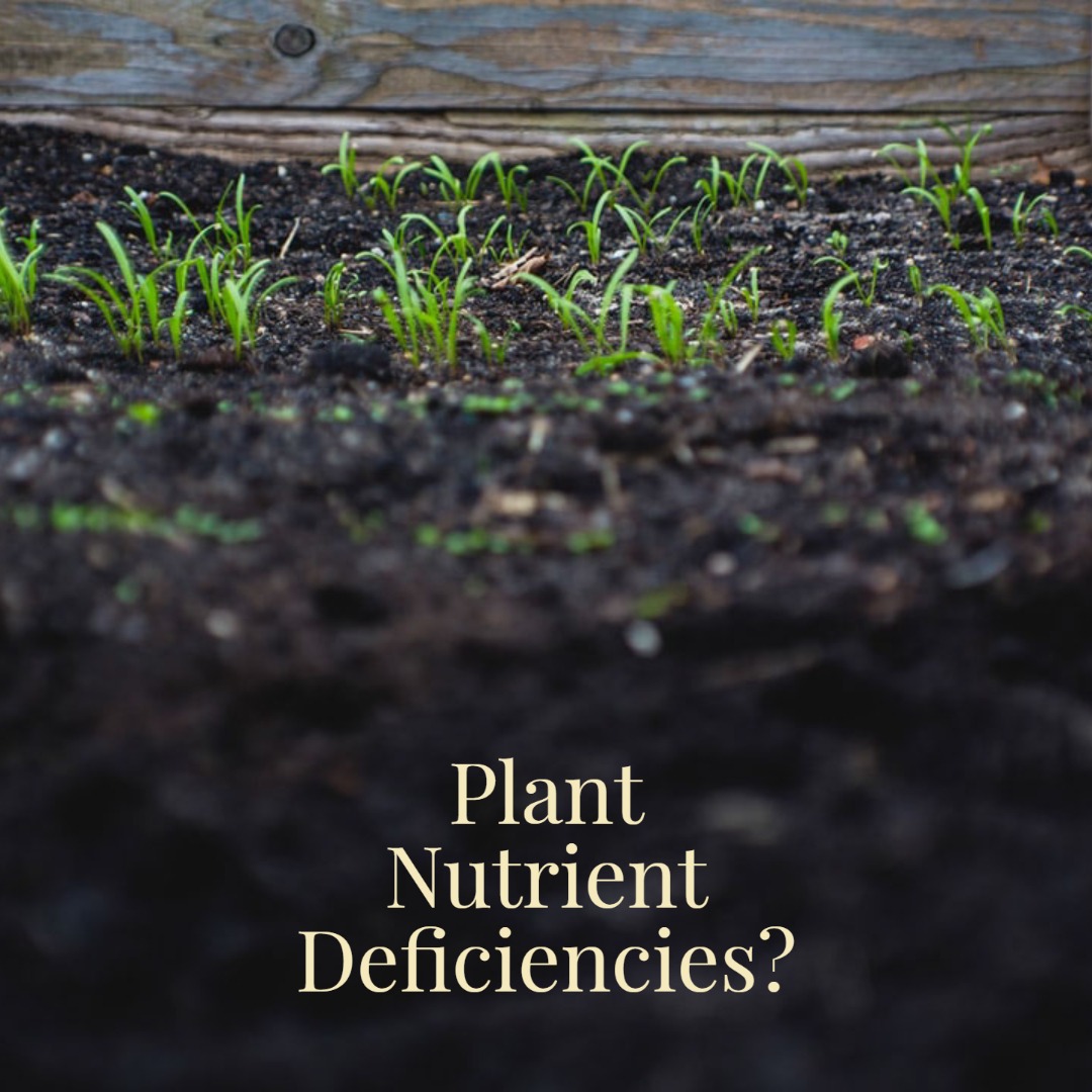 plant nutrient deficiency