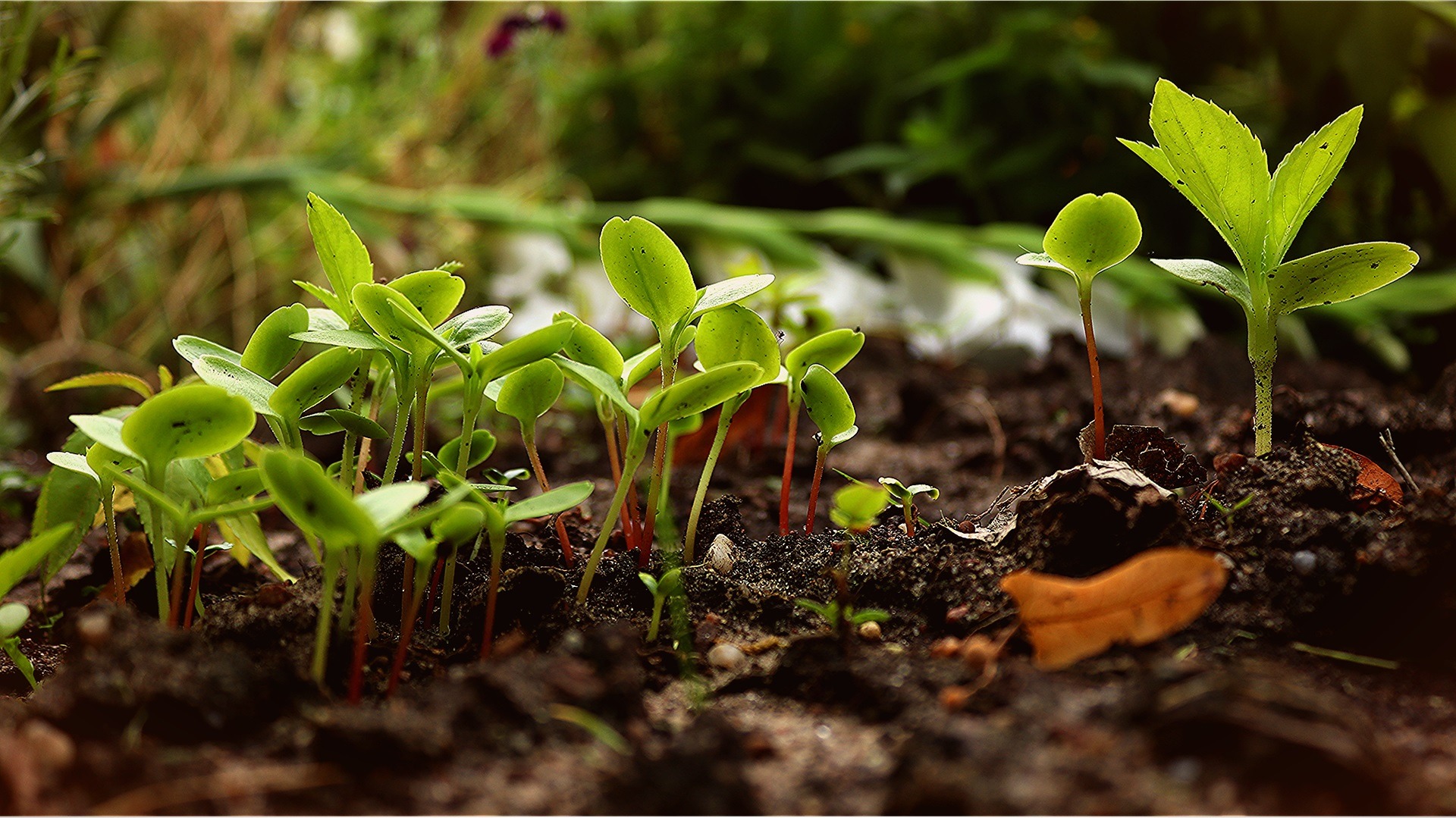 soil management