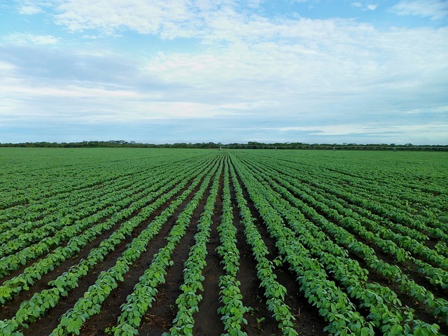 how to grow soybeans